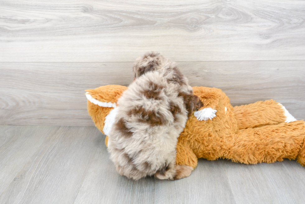 Adorable Aussiepoo Poodle Mix Puppy