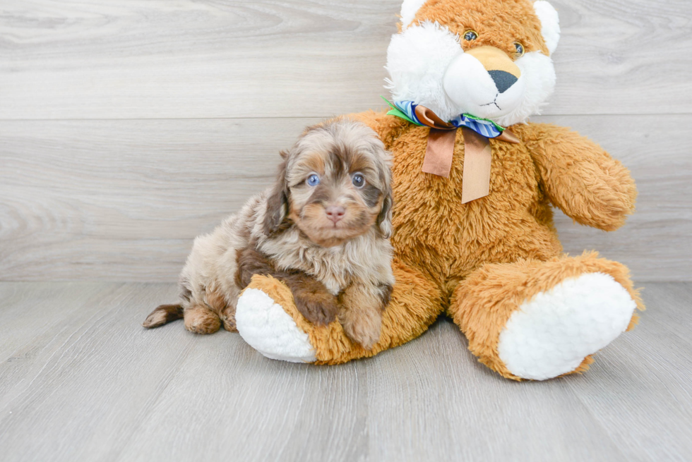 Mini Aussiedoodle Puppy for Adoption