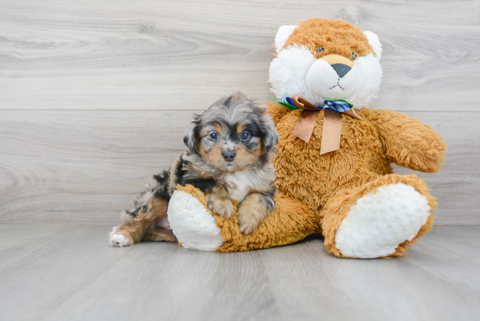 Mini Aussiedoodle Pup Being Cute