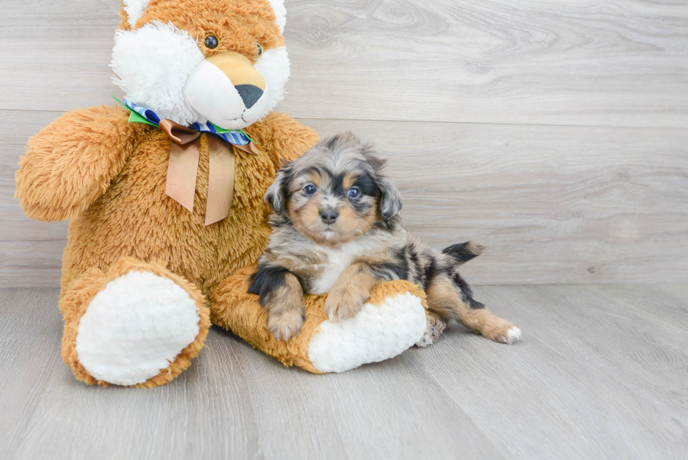 Best Mini Aussiedoodle Baby