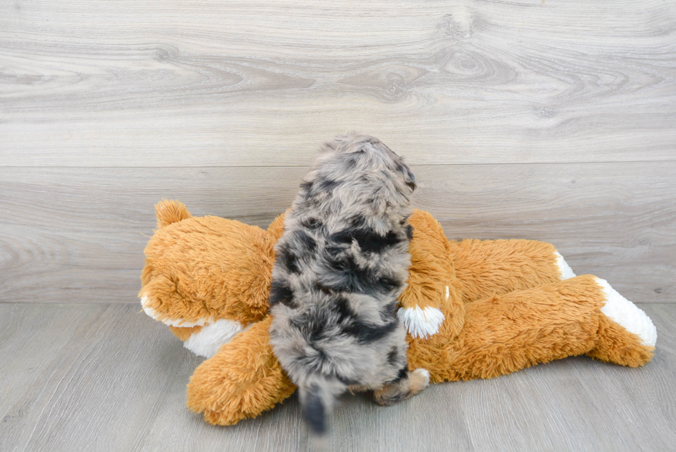 Popular Mini Aussiedoodle Poodle Mix Pup