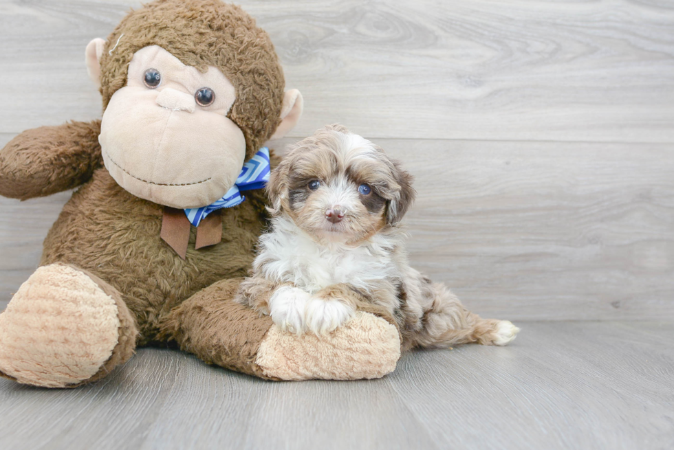 Mini Aussiedoodle Pup Being Cute