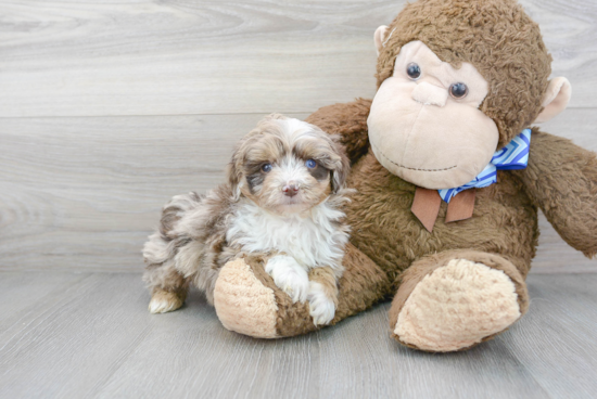 Best Mini Aussiedoodle Baby