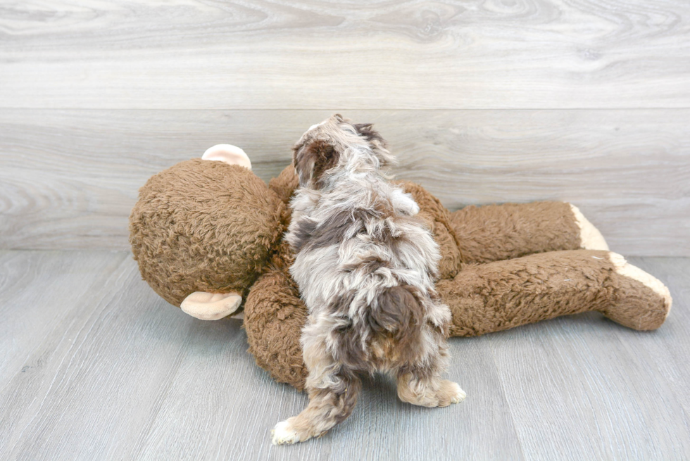 Fluffy Mini Aussiedoodle Poodle Mix Pup