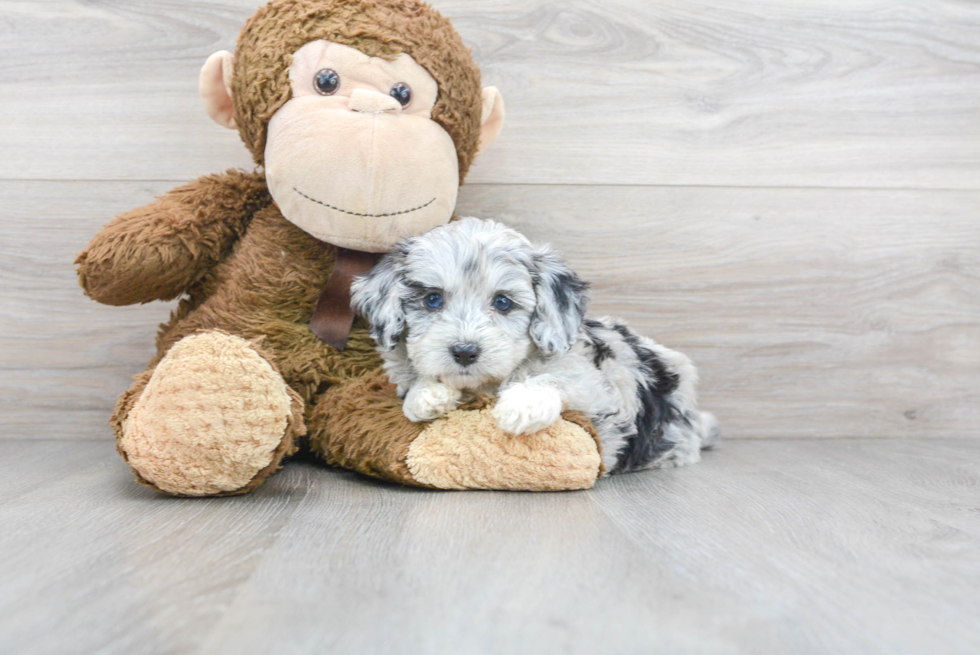 Petite Mini Aussiedoodle Poodle Mix Pup