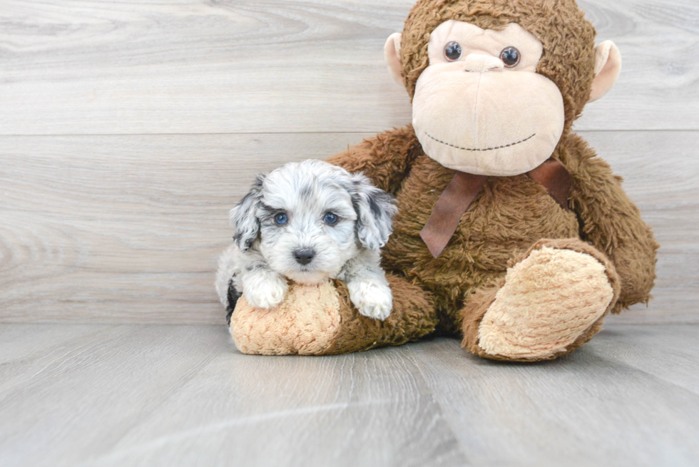 Happy Mini Aussiedoodle Baby