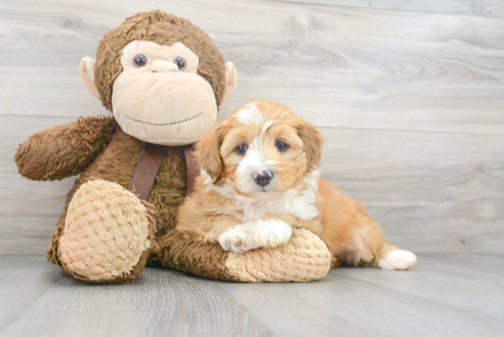 Adorable Aussiepoo Poodle Mix Puppy