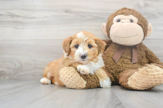 Energetic Aussiepoo Poodle Mix Puppy