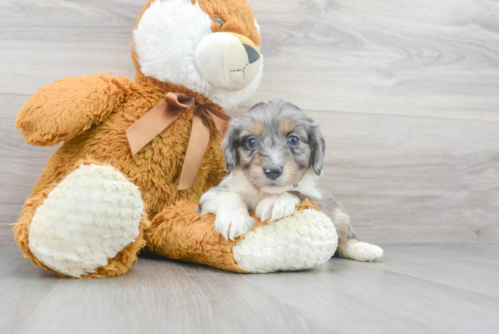 Smart Mini Aussiedoodle Poodle Mix Pup