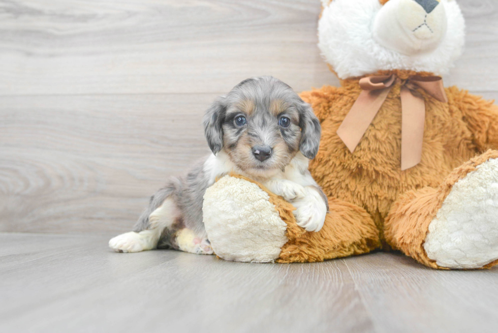 Fluffy Mini Aussiedoodle Poodle Mix Pup