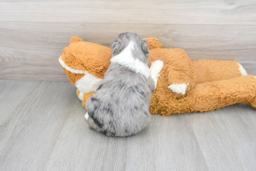 Mini Aussiedoodle Pup Being Cute