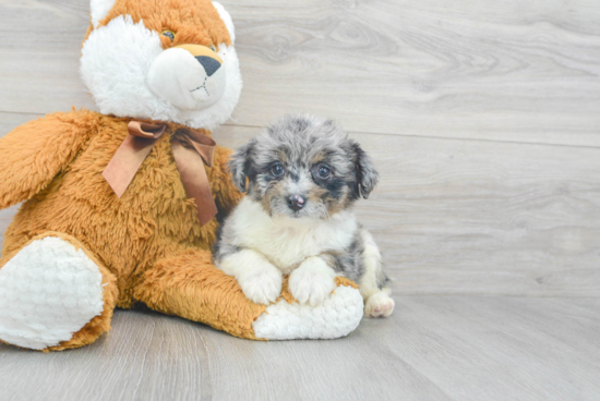 Sweet Mini Aussiedoodle Baby