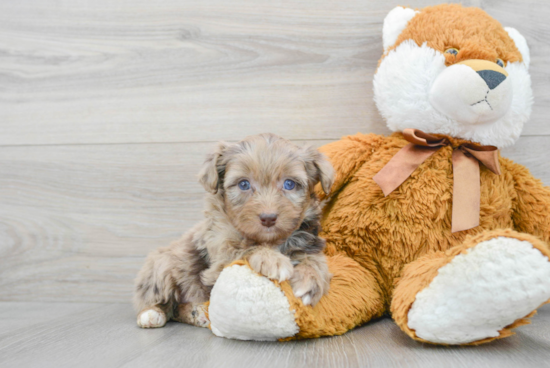 Cute Mini Aussiedoodle Baby