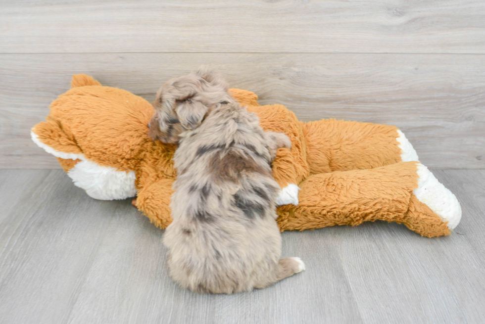 Best Mini Aussiedoodle Baby