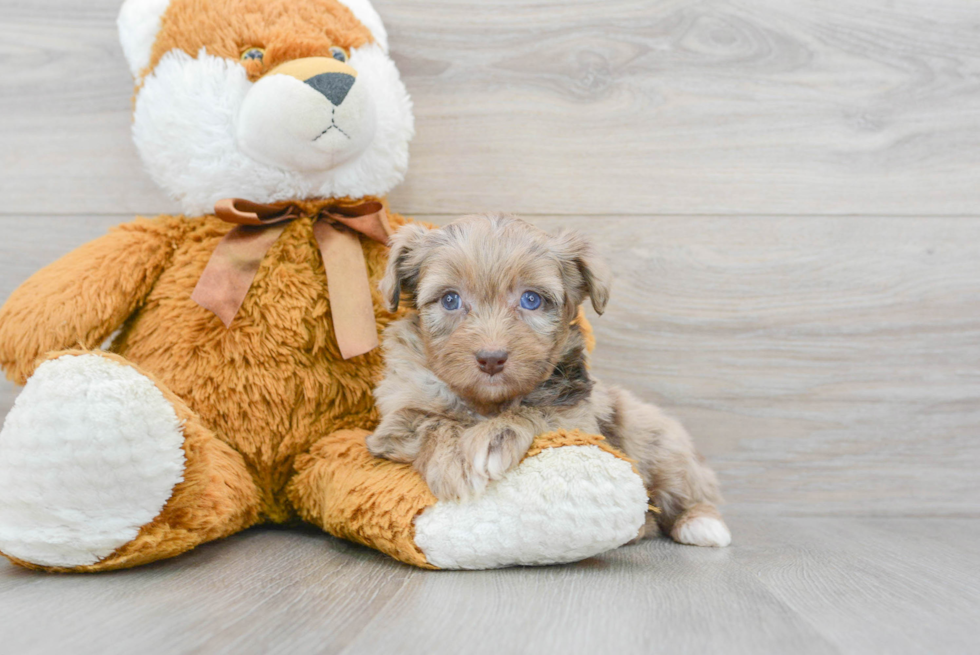 Hypoallergenic Aussiepoo Poodle Mix Puppy