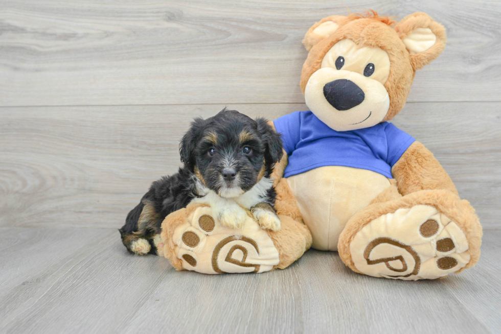 Adorable Aussiepoo Poodle Mix Puppy