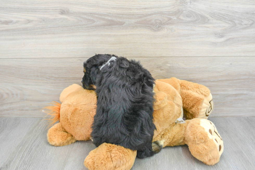 Friendly Mini Aussiedoodle Baby