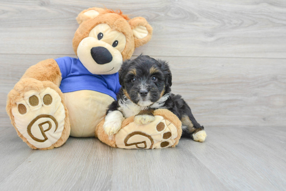 Funny Mini Aussiedoodle Poodle Mix Pup