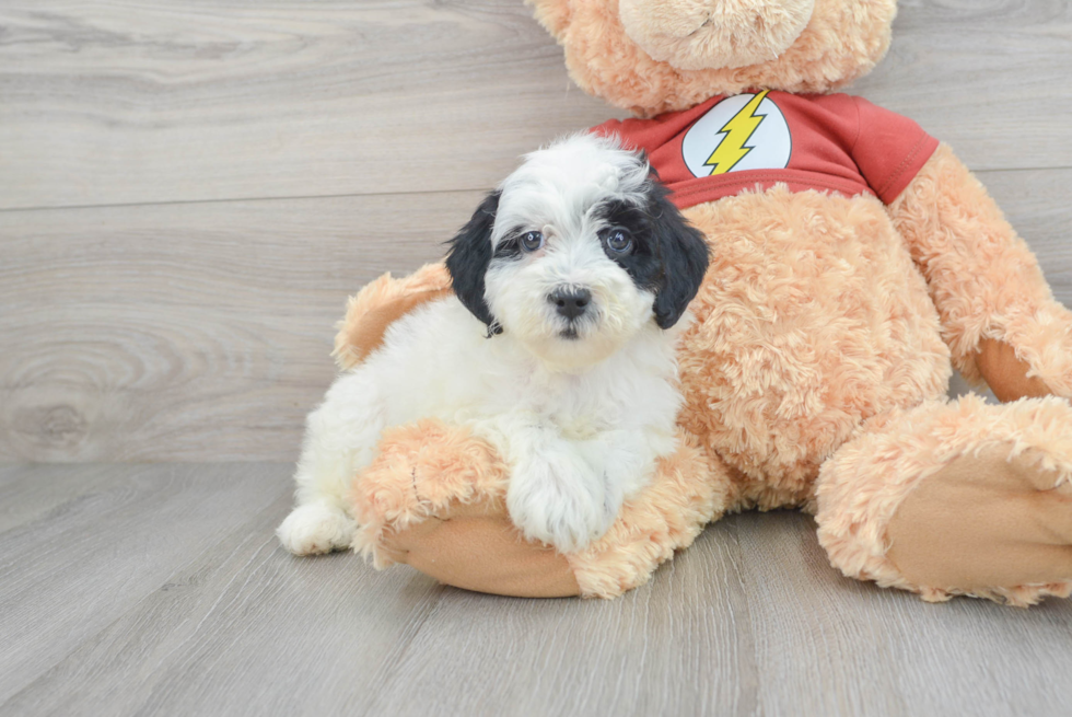 Cute Mini Aussiedoodle Baby