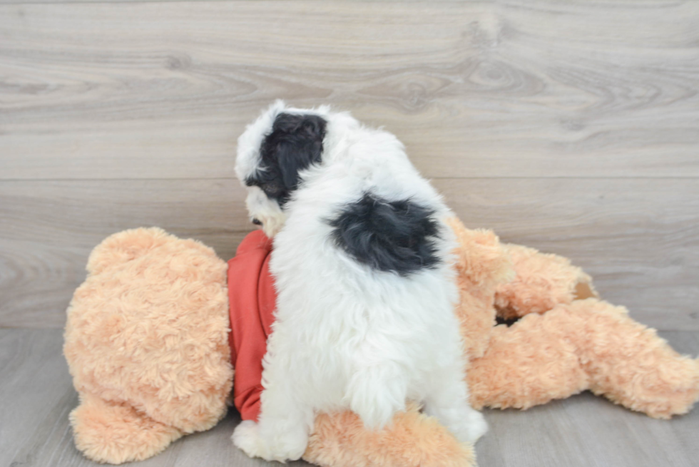 Small Mini Aussiedoodle Baby