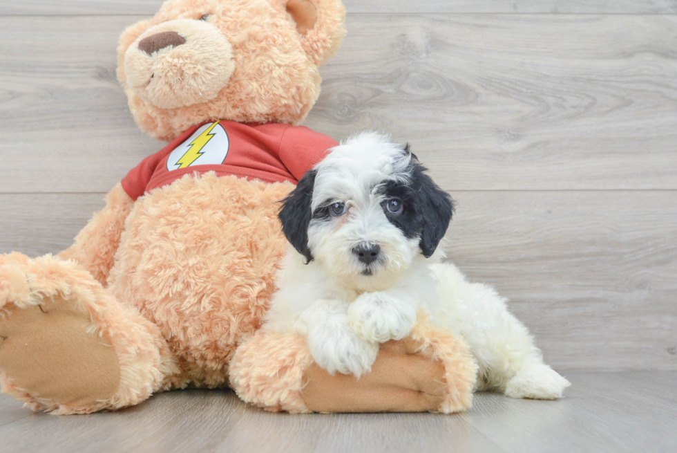 Energetic Aussiepoo Poodle Mix Puppy