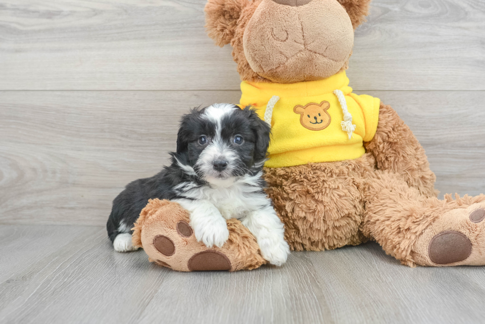 Playful Aussiepoo Poodle Mix Puppy