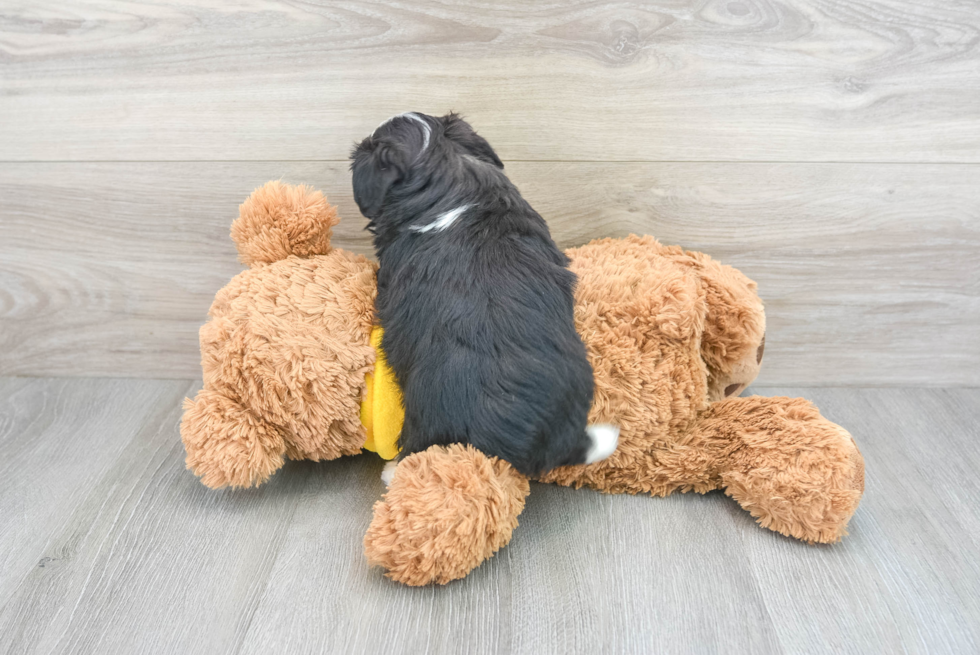 Fluffy Mini Aussiedoodle Poodle Mix Pup