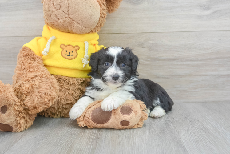 Small Mini Aussiedoodle Baby