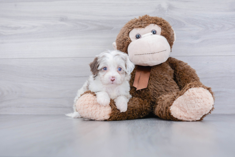 Hypoallergenic Aussiepoo Poodle Mix Puppy