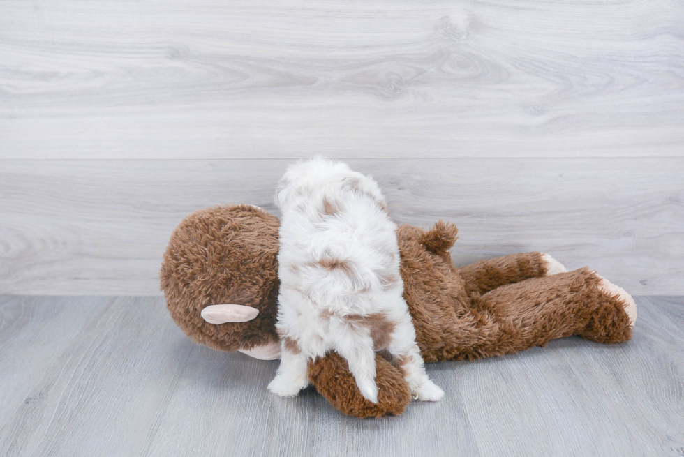 Mini Aussiedoodle Pup Being Cute