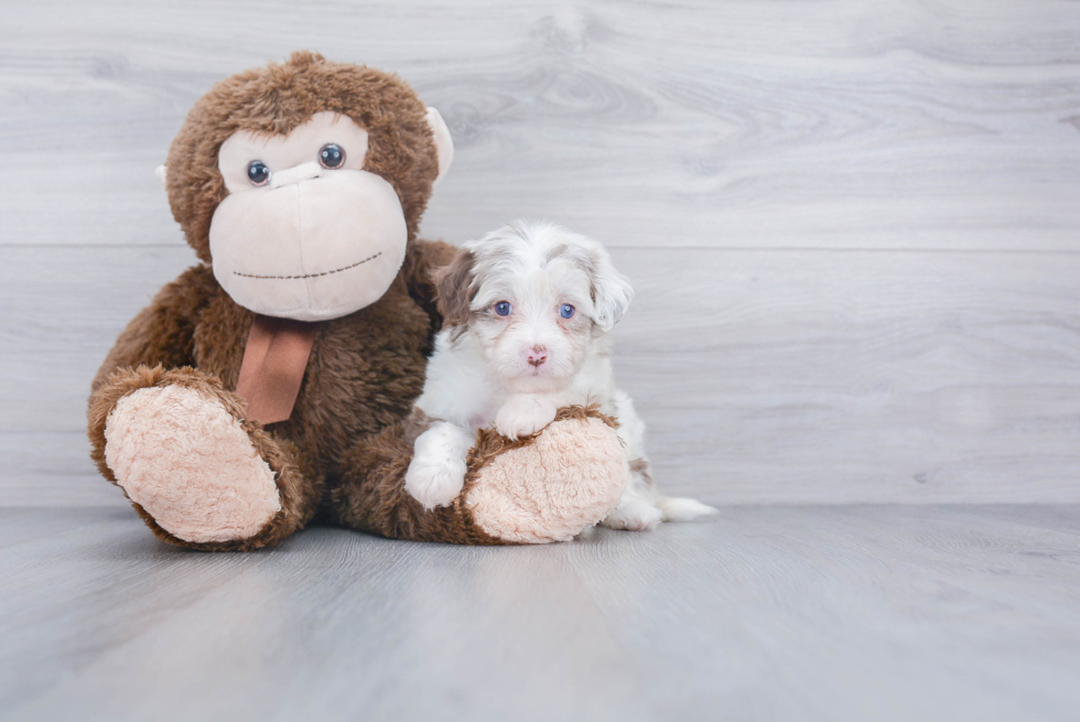 Popular Mini Aussiedoodle Poodle Mix Pup