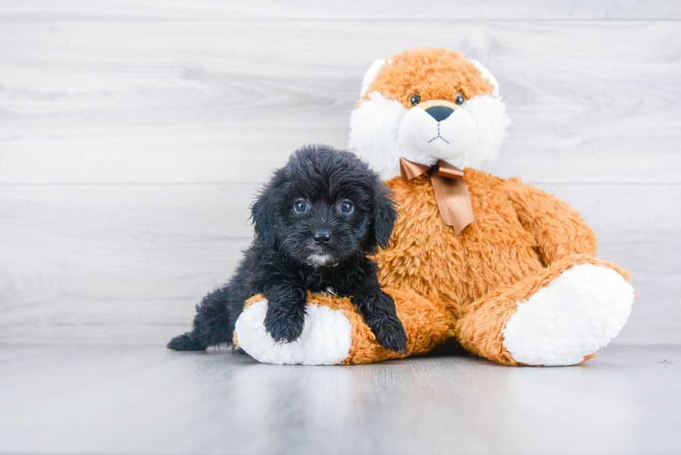 Mini Aussiedoodle Puppy for Adoption