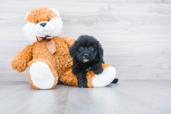 Cute Mini Aussiedoodle Baby