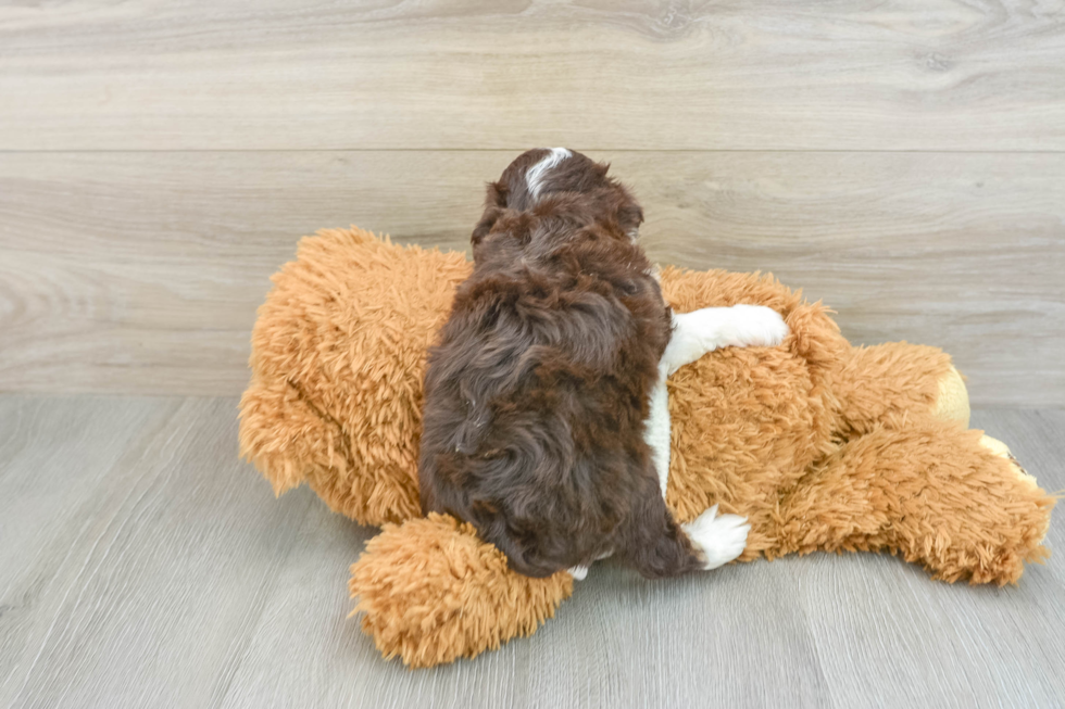 Fluffy Mini Aussiedoodle Poodle Mix Pup