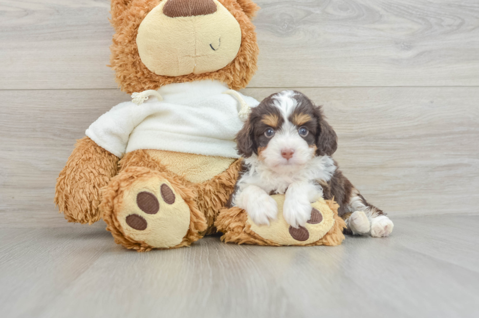 5 week old Mini Aussiedoodle Puppy For Sale - Premier Pups