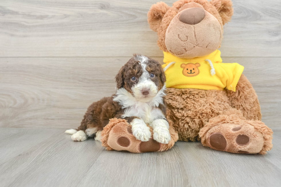 Funny Mini Aussiedoodle Poodle Mix Pup