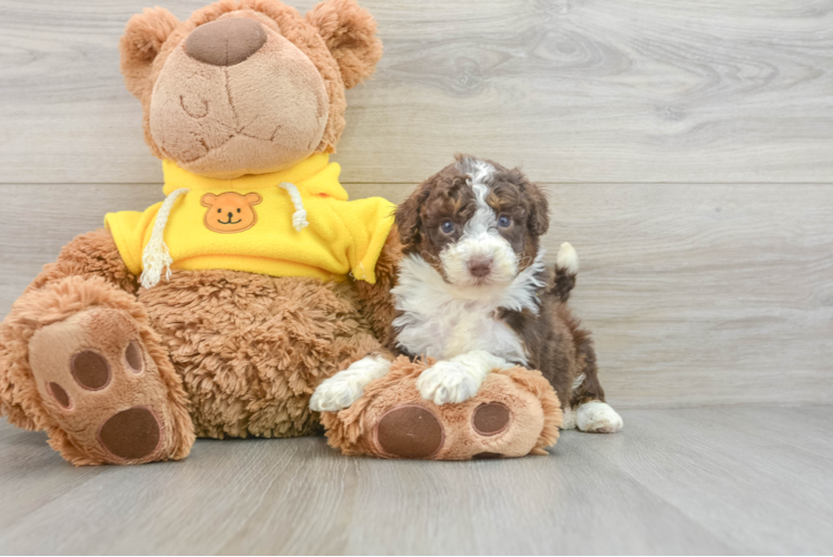 Best Mini Aussiedoodle Baby