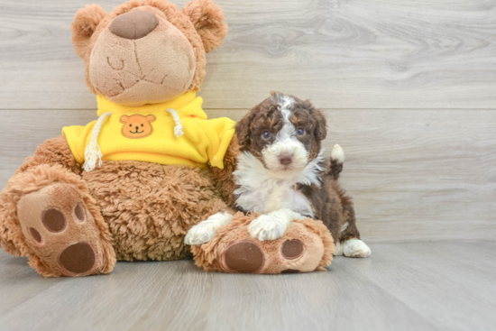 Best Mini Aussiedoodle Baby