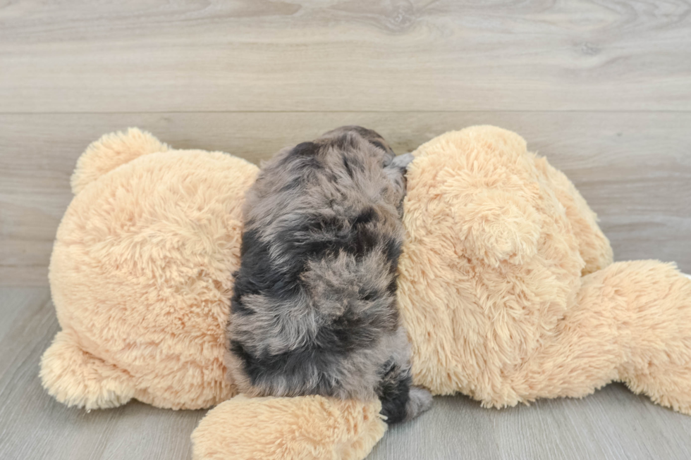 Mini Aussiedoodle Pup Being Cute