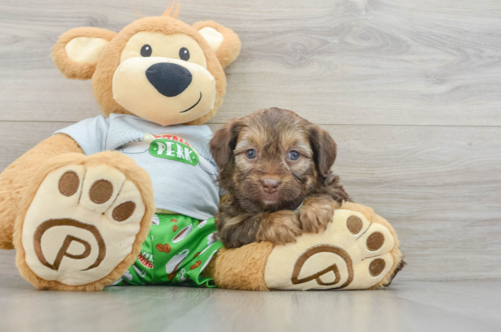 6 week old Mini Aussiedoodle Puppy For Sale - Premier Pups