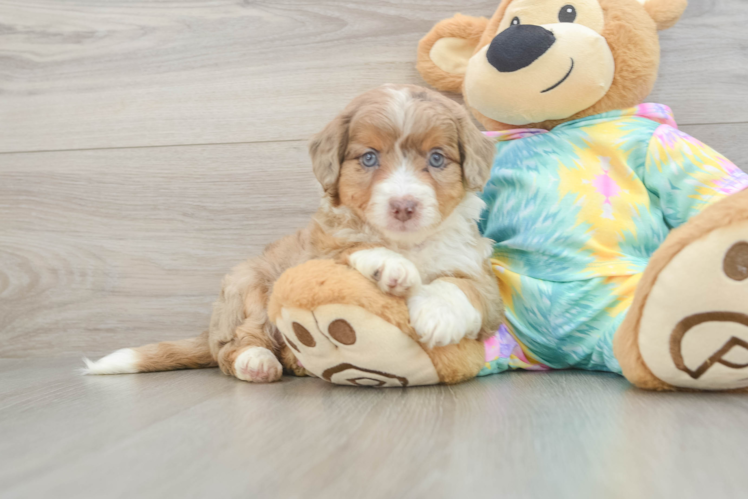 Best Mini Aussiedoodle Baby