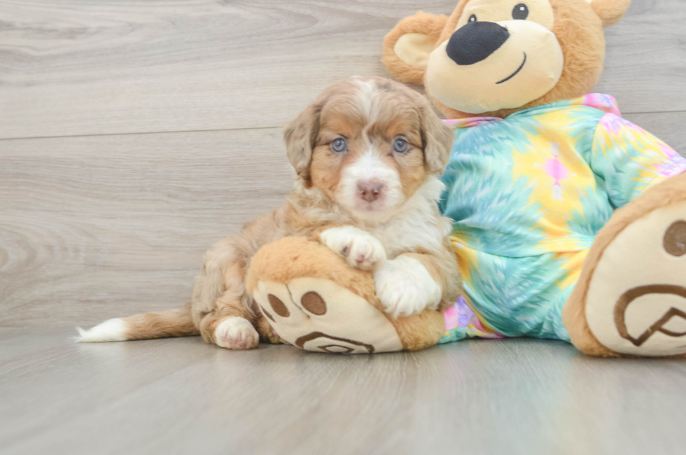 5 week old Mini Aussiedoodle Puppy For Sale - Premier Pups
