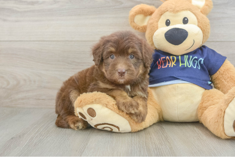 Best Mini Aussiedoodle Baby