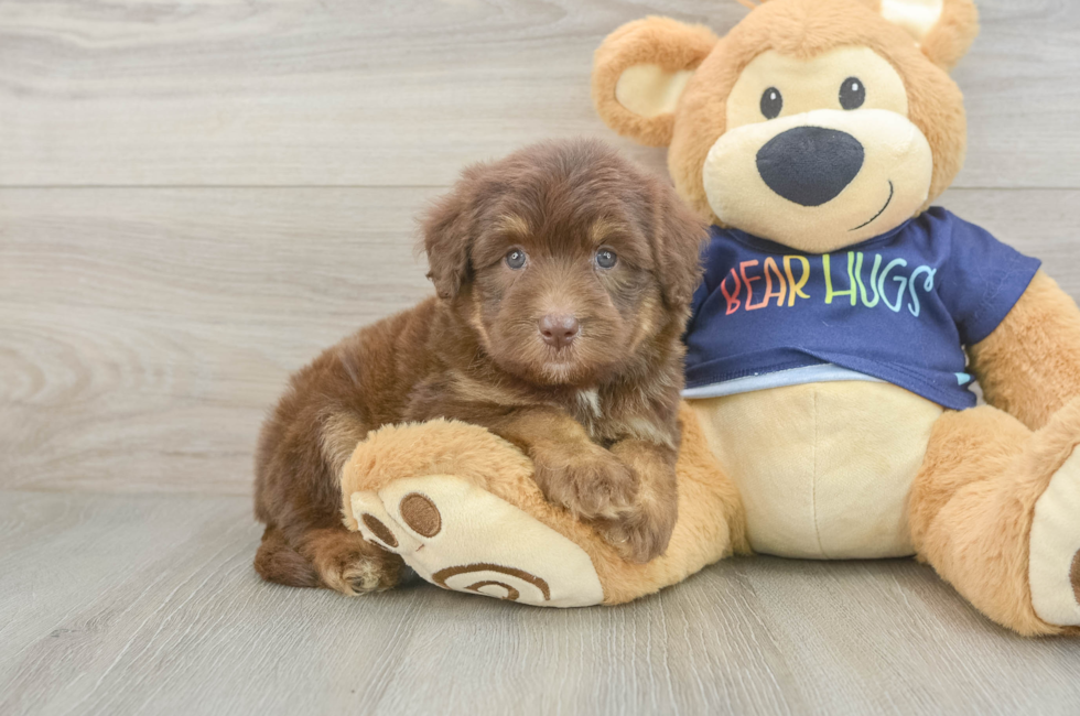 5 week old Mini Aussiedoodle Puppy For Sale - Premier Pups