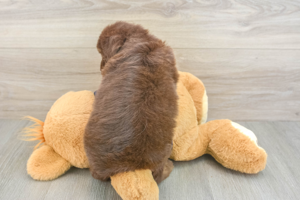 Mini Aussiedoodle Puppy for Adoption