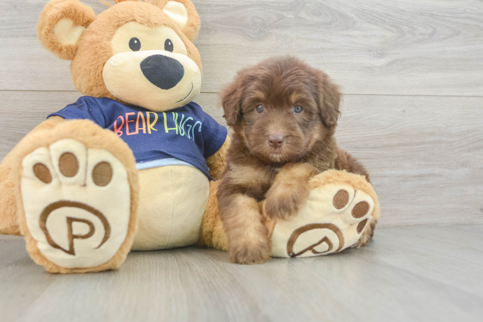 Playful Mini Aussiepoodle Poodle Mix Puppy