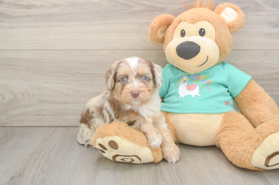 6 week old Mini Aussiedoodle Puppy For Sale - Premier Pups