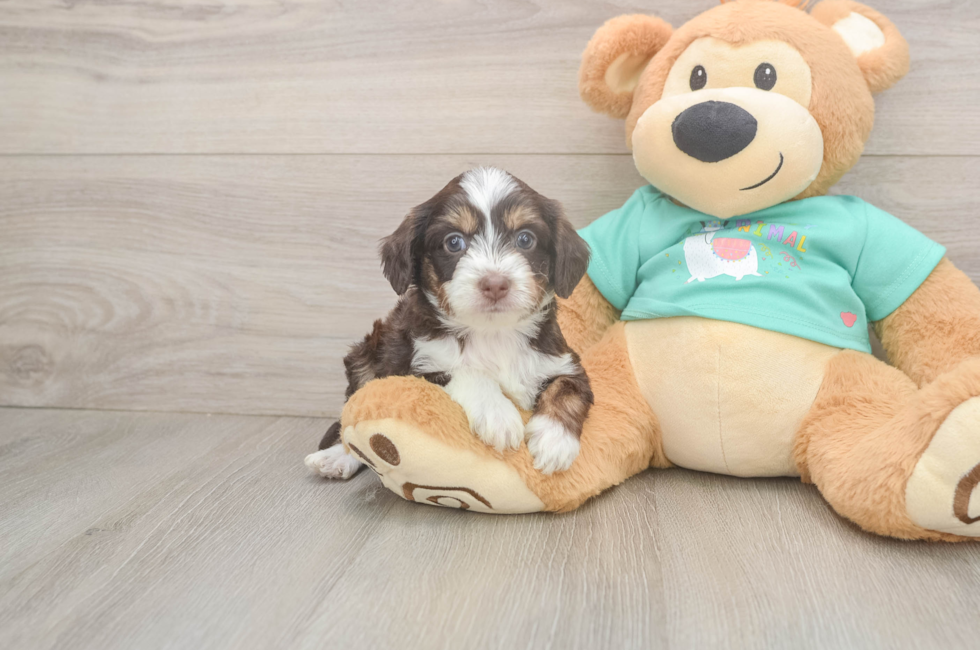5 week old Mini Aussiedoodle Puppy For Sale - Premier Pups
