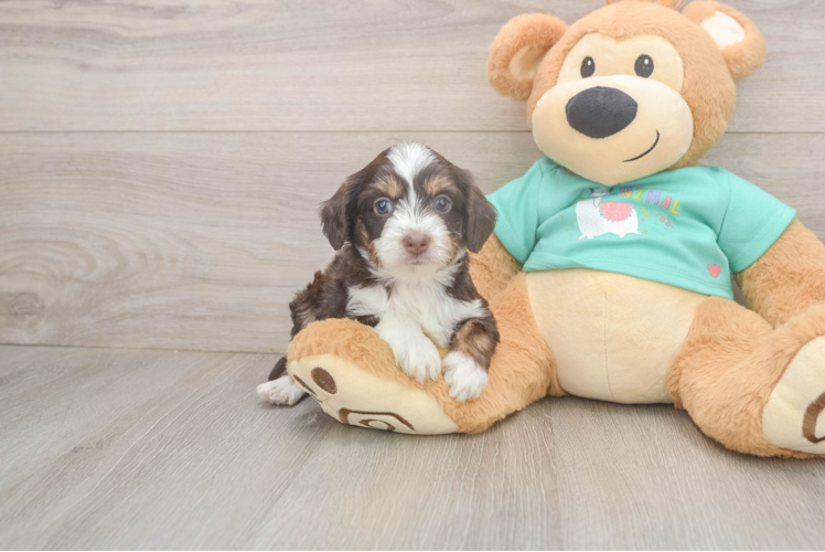 Meet Audrey - our Mini Aussiedoodle Puppy Photo  1/3 - Premier Pups Cute Mini Aussiedoodle Baby