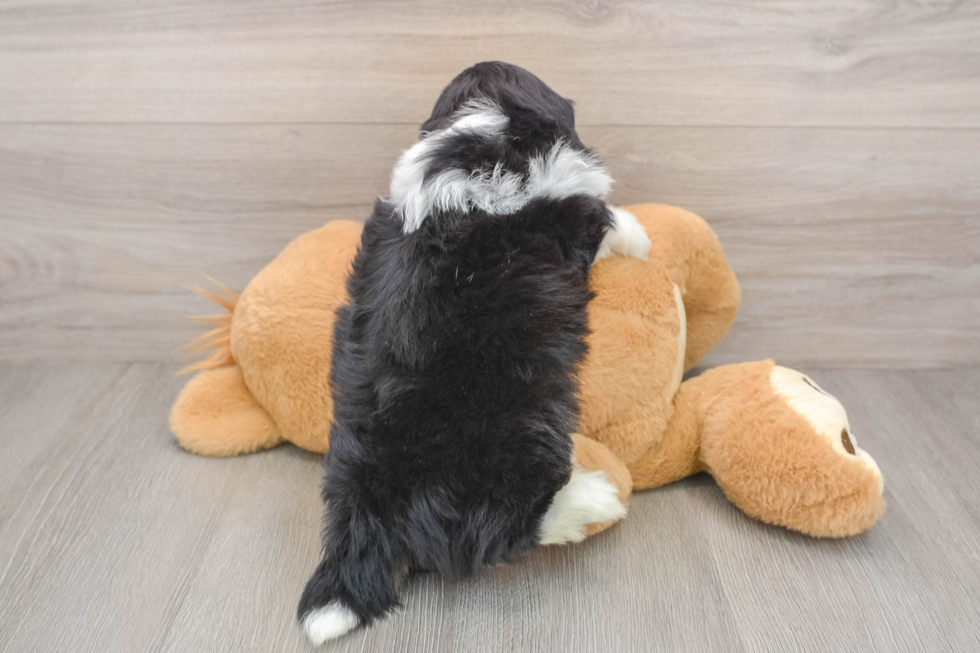 Mini Aussiedoodle Puppy for Adoption
